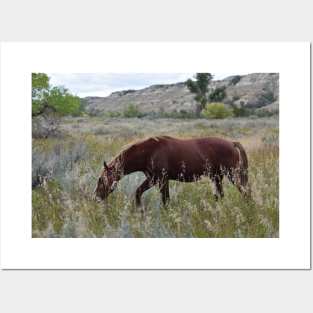 Brown Wild Horse Posters and Art